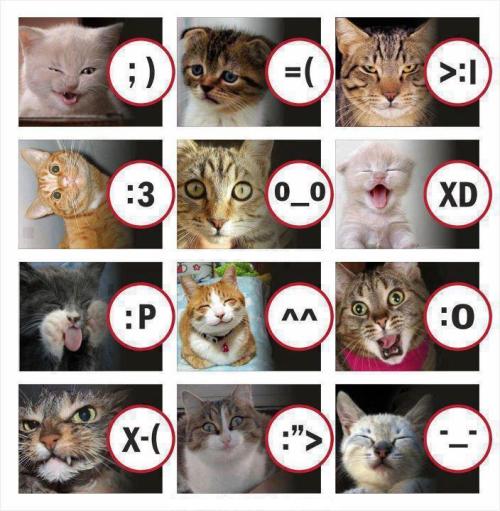 Cat emotions